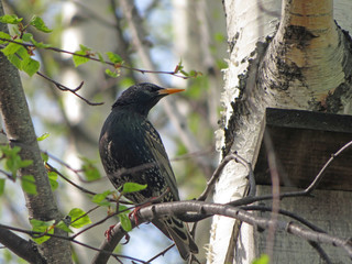 bird starlings on a tree