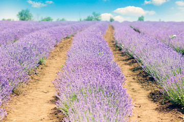 Lavender fields. Picturesque valley of Valensole in Provence with violet rows of lavanda flowers.
