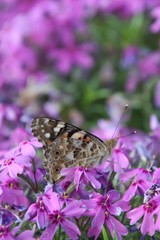 Burdock - a day butterfly in a flower garden