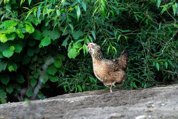 Organic poultry farming : healthy chicken walking outdoors looking for food