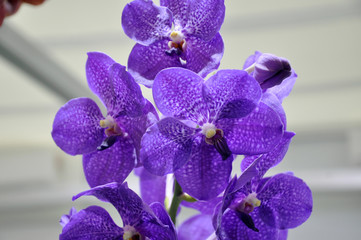 Colorful tropical & exotic orchids flower in indoor plants nursery. 
