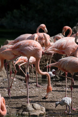 Grupo de flamencos rosas criando a sus pollos