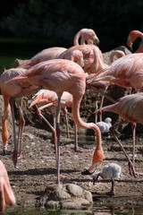 Grupo de flamencos rosas criando a sus pollos