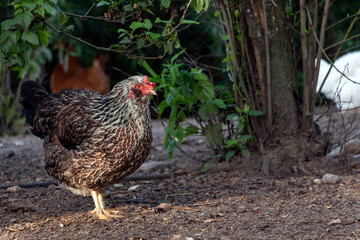 Organic poultry farming : healthy chicken walking outdoors looking for food