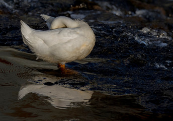 peking duck in the water 