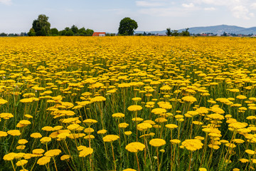 Yellow Flowers of Yarrow Achillea filipendulina 