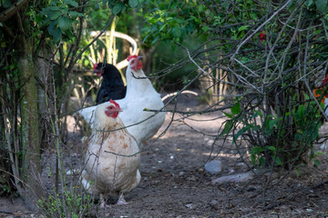 Organic poultry farming : healthy chicken walking outdoors looking for food