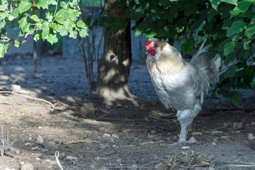 Organic poultry farming : healthy chicken walking outdoors looking for food
