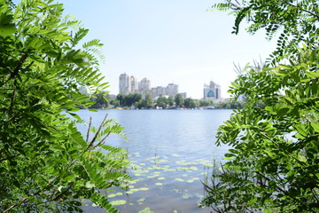 View through the green foliage of the lake in the city.