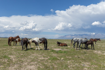 Beautiful Wild Horses In Spring in Utah