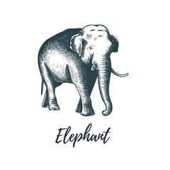 Elephant hand drawing vector illustration. 