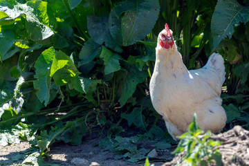 Healthy Chicken walking outdoors : birds in Free Range Poultry Farm with green background