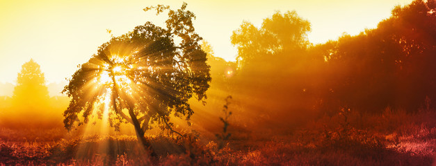 Magical Tree With Sun Rays In The Morning. Colorful Landscape With Foggy Forest, Gold Sunlight....