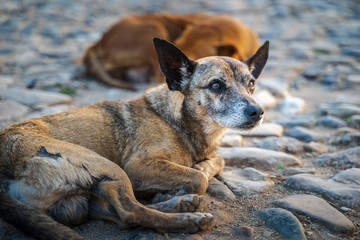 Dog in the colonial district of Trinidad, Cuba