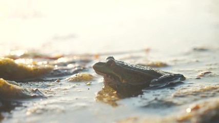 Green frog in the pond in a swamp. Rana Esculenta. frog on lifestyle nature in water. wild animal concept