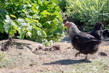 Healthy Chicken walking outdoors : birds in Free Range Poultry Farm with green background