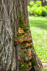 Fungus on the tree