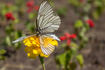 White butterflies mate in spring on a yellow flower in the park. Insect mating at close range