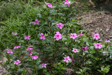 Fototapeta premium Pink Catharanthus roseus flower