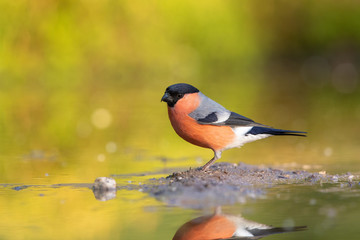 Eurasian Bullfinch drinking in pond with reflection in the water