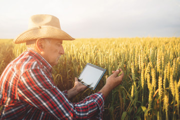 Farmers with tablet in a wheat field. Smart farming, using modern technologies in agriculture.