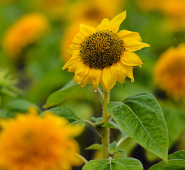 yellow chrysanyellow chrysanthemum flowers and sunflowers on green backgroundthemum flowers and sunflowers on green background