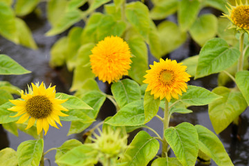 yellow chrysanyellow chrysanthemum flowers and sunflowers on green backgroundthemum flowers and sunflowers on green background