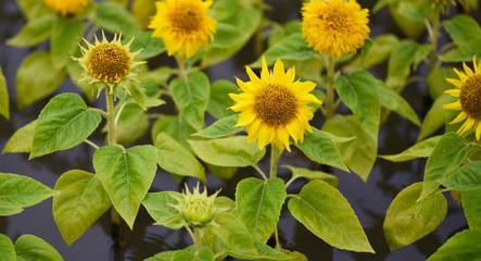 yellow chrysanyellow chrysanthemum flowers and sunflowers on green backgroundthemum flowers and sunflowers on green background