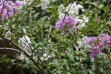 Close up Pink mix white Tabebuia rosea blossom