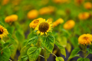 yellow chrysanyellow chrysanthemum flowers and sunflowers on green backgroundthemum flowers and sunflowers on green background