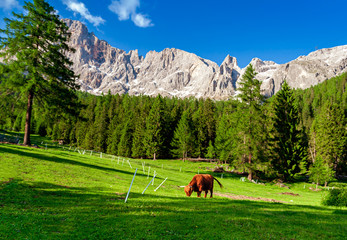 Highland Cattle In  Alps.