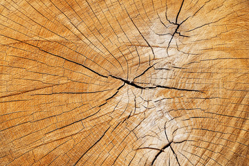 The stump of a felled tree, a cut of the trunk with annual rings and cracks, the texture of the...