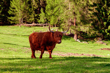 Highland Cattle In  Alps.