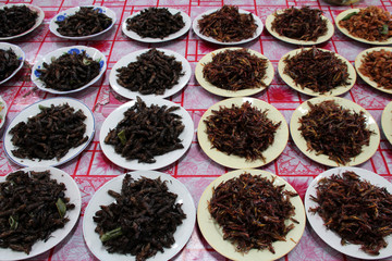 cooked bugs in a market in vientiane (laos) 