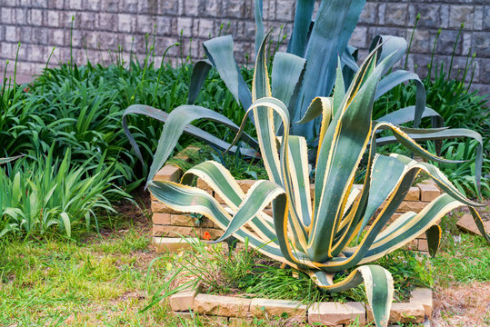 Exotic Succulent plant Agave growing in park