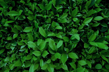 Fototapeta na wymiar Banyan bush very fresh in the garden and beauty.