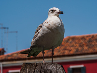 Sea Gull Close Up during Summer time with blue sky background