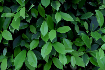 Banyan bush very fresh in the garden and beauty.