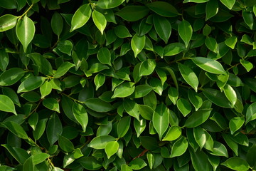Banyan bush very fresh in the garden and beauty.