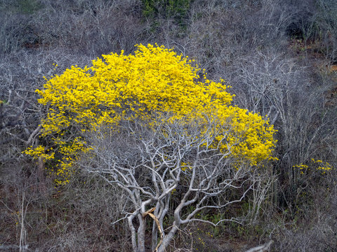 Yellow Kibrahacha (Tabebuia Billbergii)  trees.on the Caribbean island of Curacao