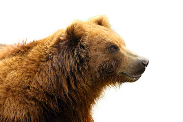 The mainland grizzly (Ursus arctos horribilis) portait of the big female bear.Isolated grizzly...