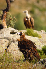 The cinereous vulture (Aegypius monachus) also known as the black vulture, monk or Eurasian black vulture sitting on the feeding place. Big black vulture with griffon vulture in background.