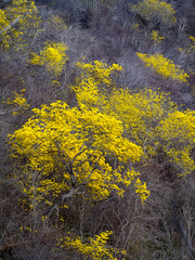 Yellow Kibrahacha (Tabebuia Billbergii)  trees.on the Caribbean island of Curacao