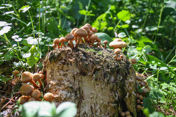 mushrooms on a stump