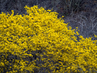 Yellow Kibrahacha (Tabebuia Billbergii)  trees.on the Caribbean island of Curacao