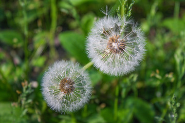 Fototapeta premium closeup of dandelion