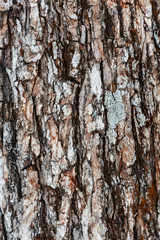 Tree bark texture, pine bark detail, ate. Close-up