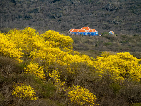 Yellow Kibrahacha (Tabebuia Billbergii)  trees.on the Caribbean island of Curacao