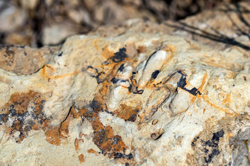 Close up fossil texture of triassic period