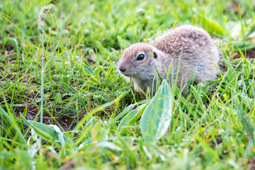 Mountain Caucasian Gopher or Spermophilus musicus in grass in Russia.